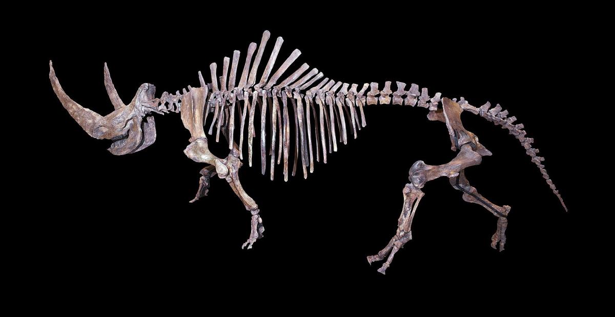 Coelodonta_antiquitatis_.jpg