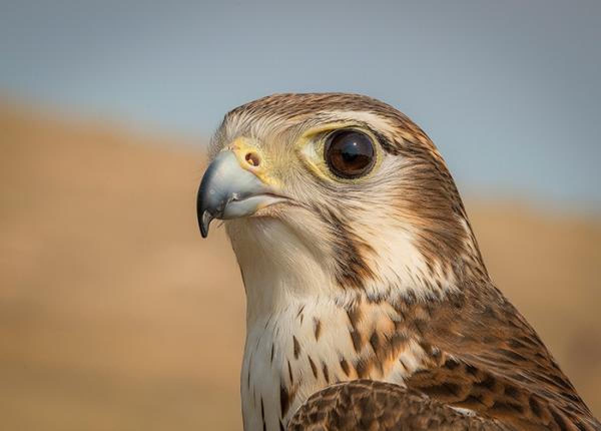 raptor-er-prairie-falcon-portrait-jim-shane.jpg