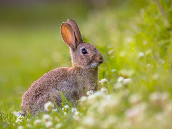 rabbit-4-1024x768-mobile.jpg