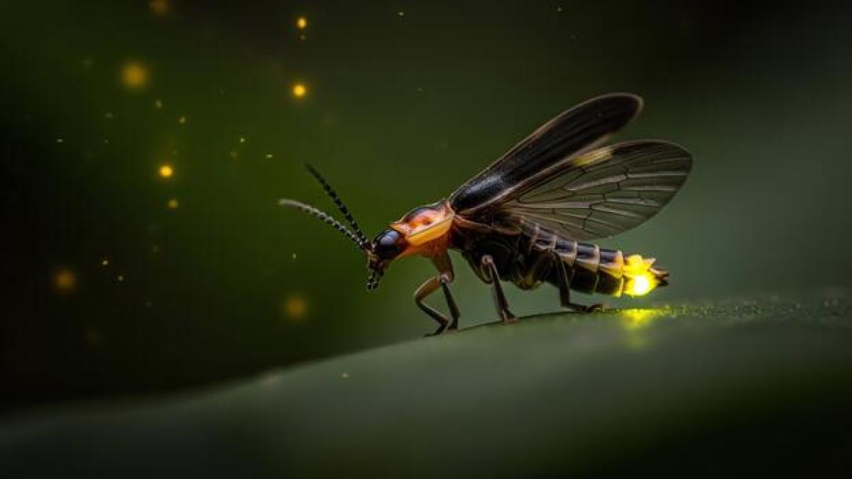 close-up-of-a-bioluminescent-firefly-glowing-with-vibrant-light-in-a-dark-natural-setting-free-photo.jpg