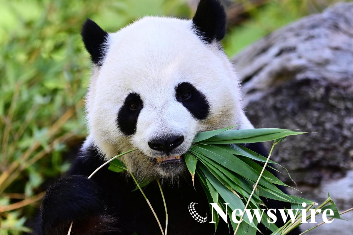 2026-09-19T132520Z_1378821956_RC29MNAUGWV8_RTRMADP_3_SPAIN-ANIMALS-PANDA.JPG